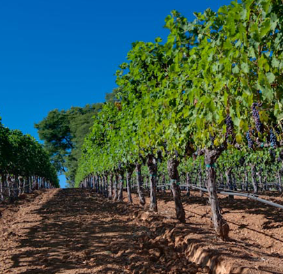Au Sommet, Napa Valley
